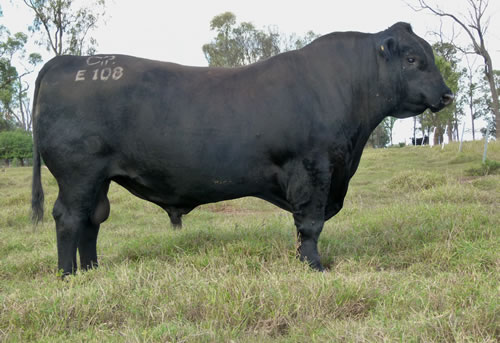 Raff Angus sire